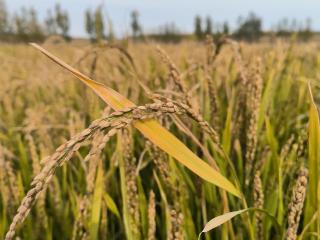 宁阳县东庄镇：旱地结 “金穗” 东庄首季旱稻丰收