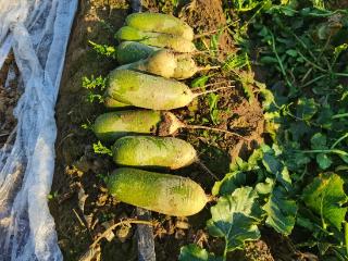 宁阳县东疏镇：水果萝卜喜获丰收