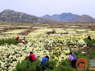 滕州市东郭镇：“三优九促”激活中药材产业 绘就乡村振兴新图景