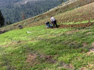 湖北咸丰：唐崖冬耕起 古镇旁的烟田备耕忙