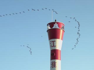 江淮运河菜子湖航线按下“暂停键”，为越冬候鸟让出“生命驿站”