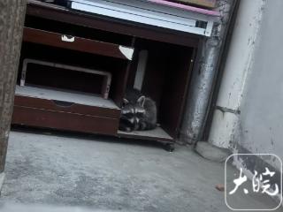 合肥一小区现“神秘小动物”：到居民家蹭饭，摆脱民警追捕