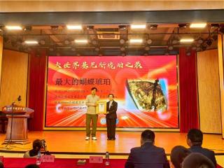 多枚世界级珍稀虫珀创大世界基尼斯纪录