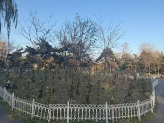 太冷了！长春市牡丹园为部分牡丹穿上“定制棉衣”