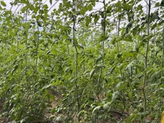 大羊镇：“小绿果”成为村民“致富果”