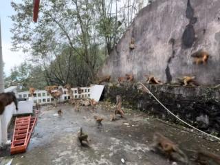 贵阳黔灵山公园近百只猕猴打群架？公园管理处回应：有时会打架，也有可能是转移山头