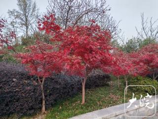 冷空气将接力南下 安徽省气温起伏较大