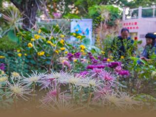 读城｜小雪时节醉花香！晋安河畔这场菊展和朱熹有关……