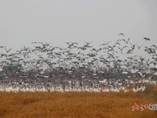 万鸟“浪”涌白鹤洲