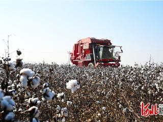 河北棉花规模化种植面积达25.4万亩