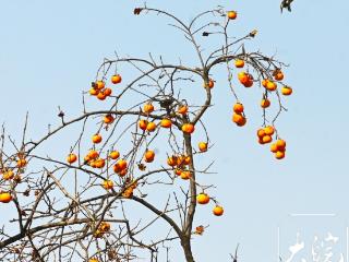 柿子挂枝，皖北这个政府大院为小鸟留“口粮”