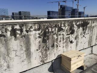 工地楼顶来了一群“不速之客”，芜湖这些人给它们安了个家