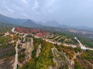 患重病后，八旬老人将10万元养老钱捐给绿化事业