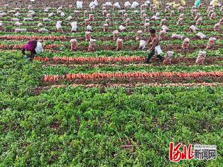 河北柏乡：胡萝卜种植促增收
