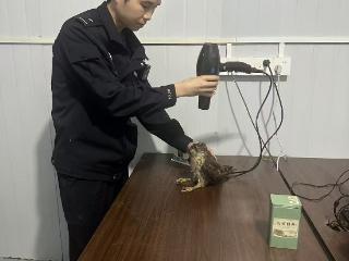 鄱阳民警暖心救助 “落难” 猫头鹰：生态向好见萌宠，专业守护显担当
