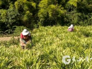 凤冈东山村：生姜迎丰收 “姜”山如画绘振兴