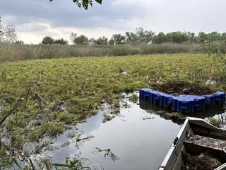 南京江心洲首次发现大面积“活化石”