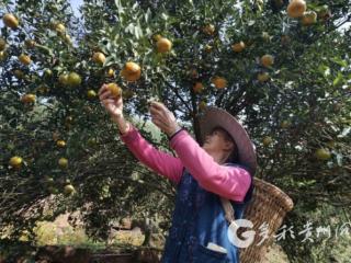 “村集”好品上新！赤水市元厚镇柑橘红了