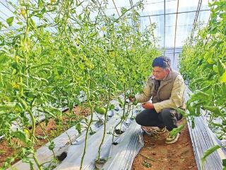 小店区南王名社区设施农业成集体经济增长新引擎