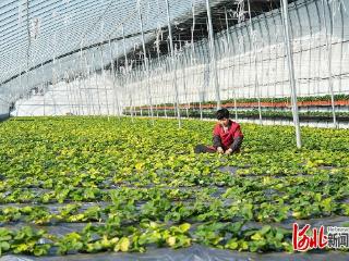 初冬大棚农事忙