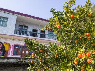 冬日采摘忙！黔西素朴镇柑橘产业成农民增收“金钥匙”