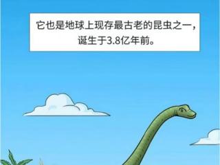 “药用蟑螂”指的原来是它！揭秘网红基地背后的修复密码