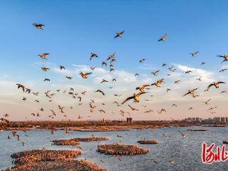 群鸟翩跹衡水湖