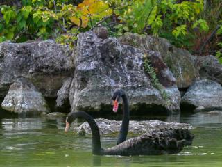 读城｜鹅鹅鹅！福州公园“顶流家族”又将"添丁"……