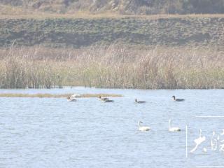 10只越冬小天鹅现身长丰一处水库