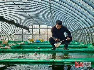 记者走基层｜曹妃甸金鱼“游”到北上广