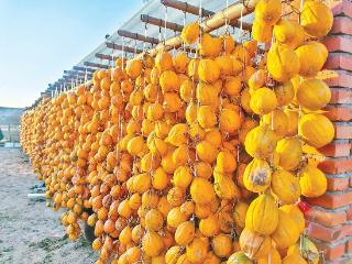 瓣瓣同心｜河北安国千年药都有“新方儿”