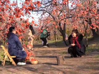 火晶柿子“甜蜜”助振兴