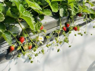 江宁冬日“草莓双姝”上市，科技与匠心孕育自然好风味
