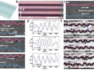 中国科大发现活性液晶可编程双行波新机制