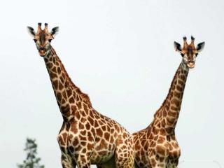 在合肥安家数载后 三只“长腿萌兽”做了亲缘鉴定