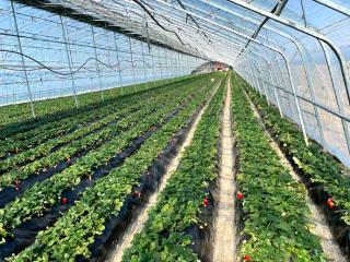 青岛平度：白沙河街道草莓红透 甜蜜产业助农增收