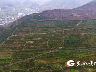 汇川仁江村：初冬橘香漫山野，爆汁甜果邀你摘