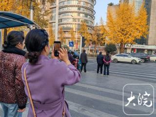 好美！合肥徽州大道银杏披“金装”