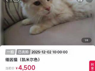 替主人还债失败！一只12斤重的缅因猫一拍流拍