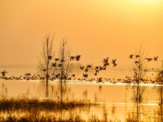 群雁起舞溢泉湖