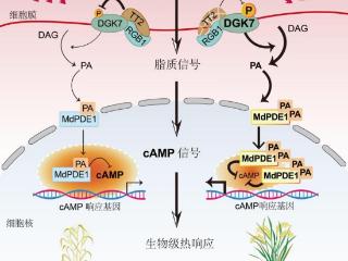 我国科学家破解水稻高温感知机制 助力水稻稳产