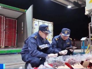 今年“智利樱桃季”正式启幕 首批海运智利樱桃抵达深圳