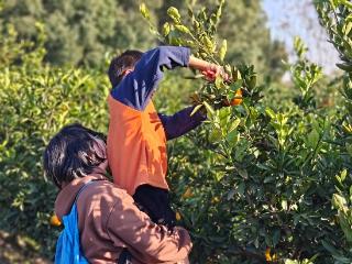 海德社区亲子家庭共赴“橘香蜜语”自然疗愈之旅