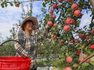 陕西彬州：四措并举激活乡村产业动能