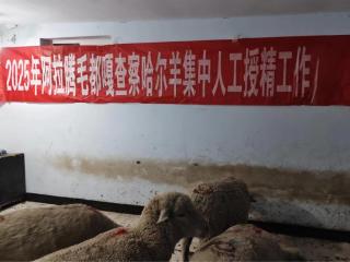 科学培育智慧养殖 走出畜牧业养殖“羊光 道”——记锡林郭勒盟镶黄旗察哈尔羊品种培育和产业化发展之路