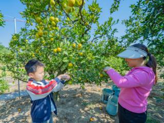 江西金溪：着力打好农业特色产业牌