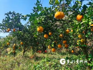 仁怀：“橙”熟采摘乐 硕果累累好“丰”景