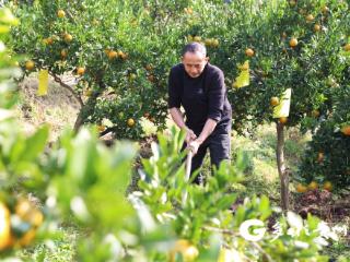 桐梓：特色产业遍地开花 乡村振兴蓬勃发展
