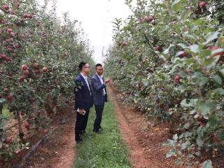 金融活水浇灌果田，威宁“小甜心”远销海外