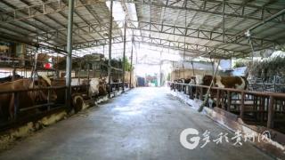凤冈:数字技术赋能肉牛产业智慧养殖引领乡村振兴